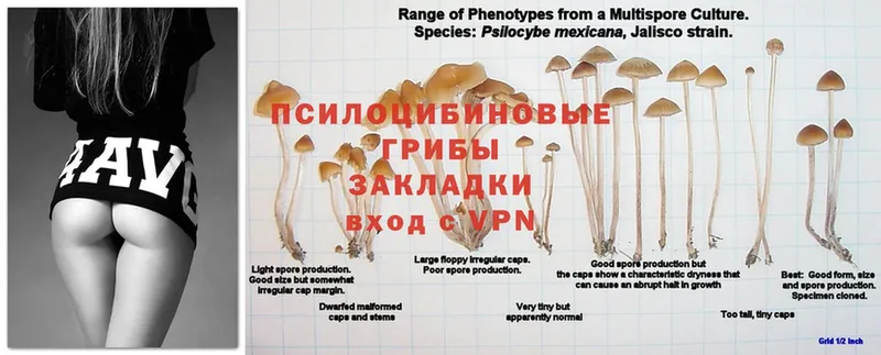 продажа наркотиков  Заречный  Псилоцибиновые грибы Magic Shrooms 